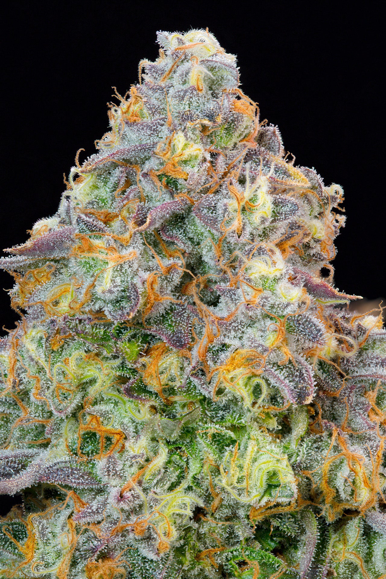 Blue Zlime