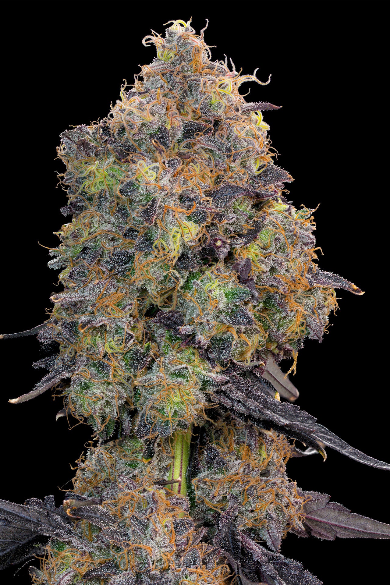 Blueberry Zkunk #9