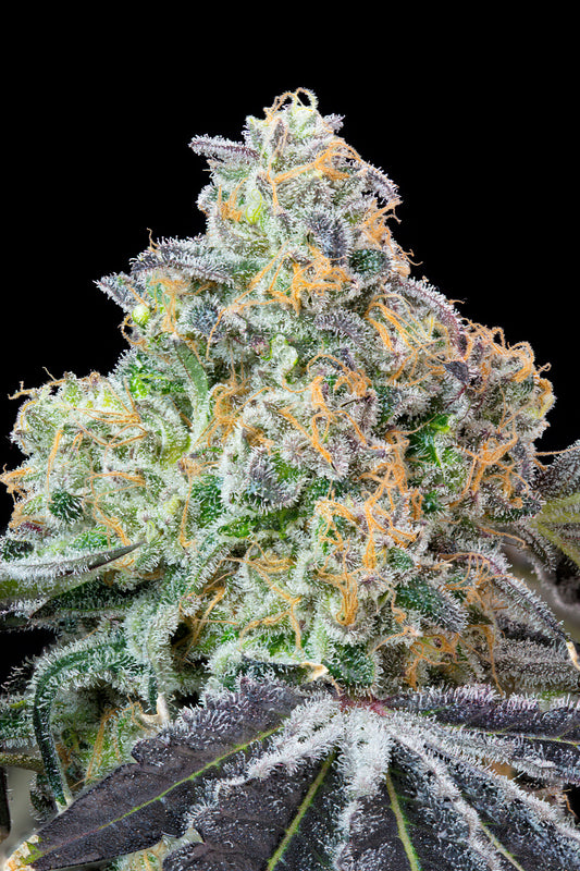 Blueberry Zkunk #4