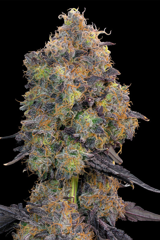 Blueberry Zkunk #9