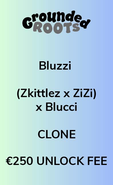 Bluzzi