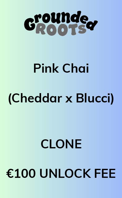 Pink Chai