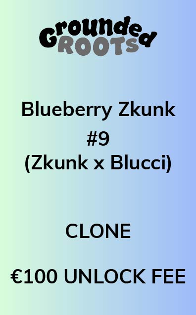 Blueberry Zkunk #9